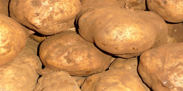 potatoes